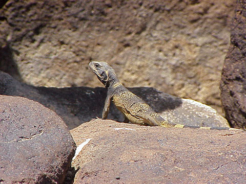Mojave Desert Iguana