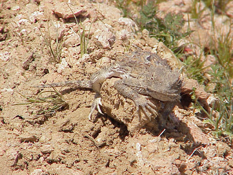Mojave Horned Toad