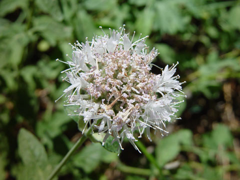 DSC01908