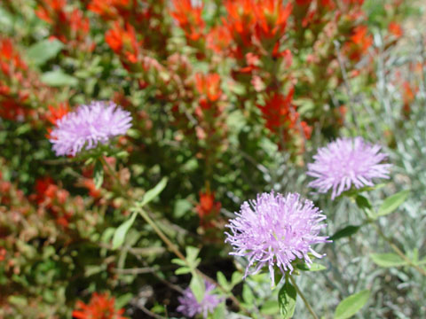 DSC01998